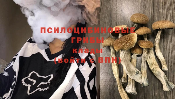 apvp Алзамай